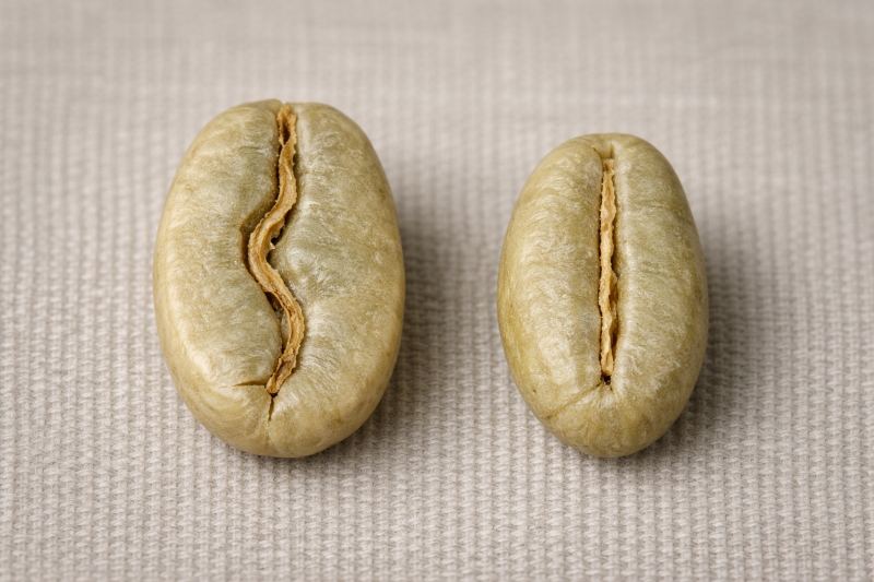 KI generiertes Bild zwei ungerösteter Kaffeebohnen
